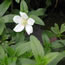 Anemone sylvestris